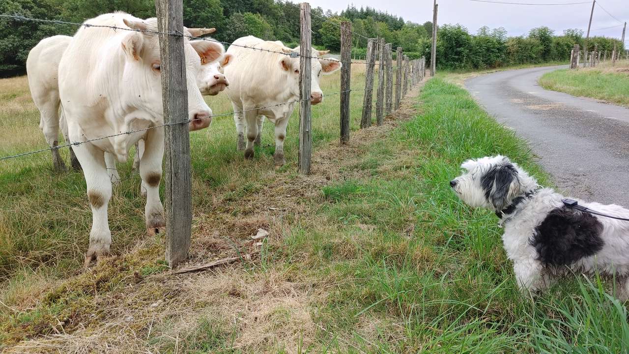 Ο Τόμι με γαλλικές αγελάδες παζλ online από φωτογραφία