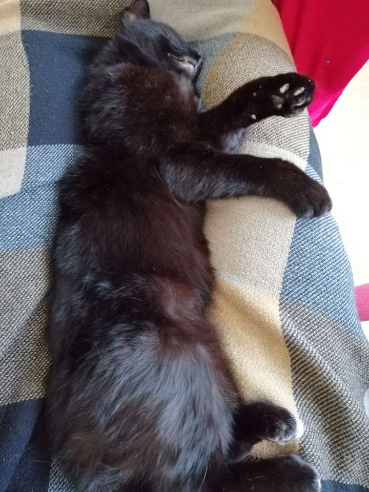 Чорний кіт спить скласти пазл онлайн з фото
