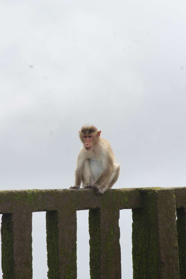 Головоломка обезьяны пазл онлайн из фото