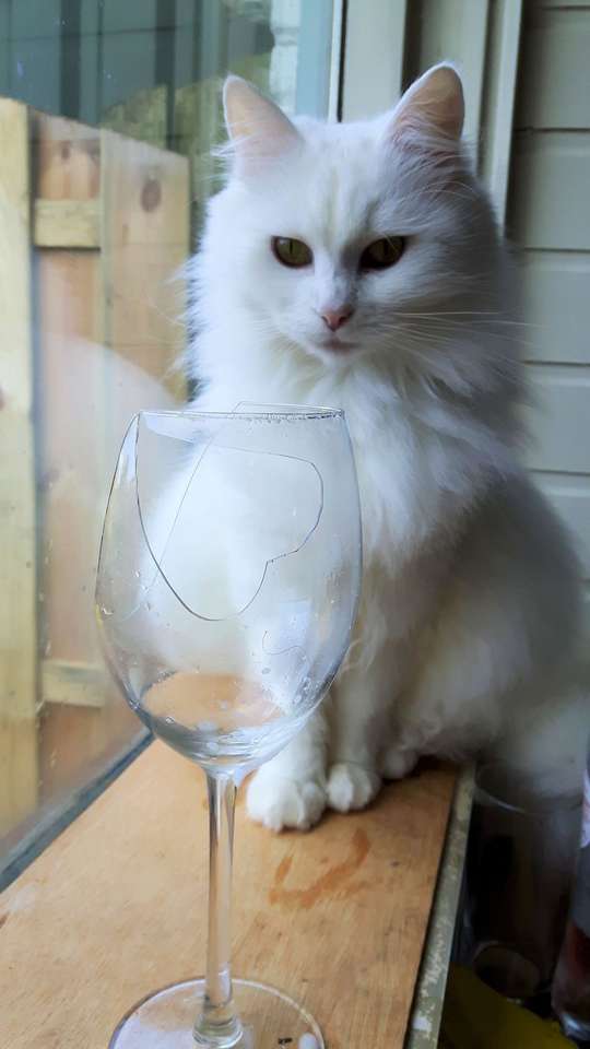 Il gatto rompe il vetro a forma di cuore a San Valentino! puzzle online