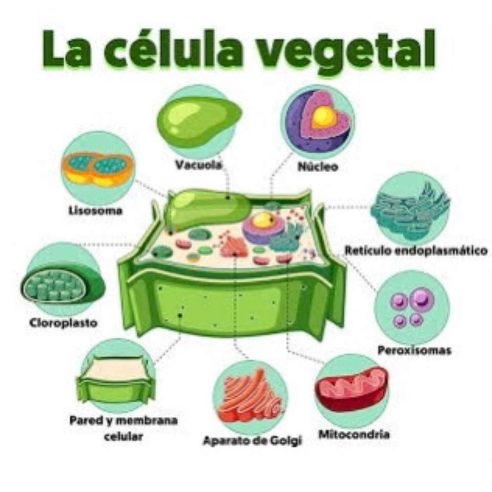 THE PLANT CELL online puzzle