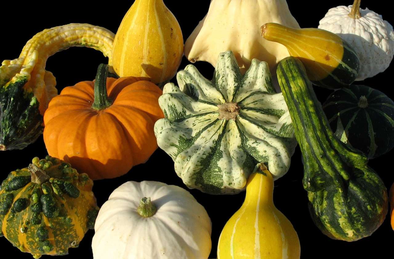 Pumpkins in different colors online puzzle