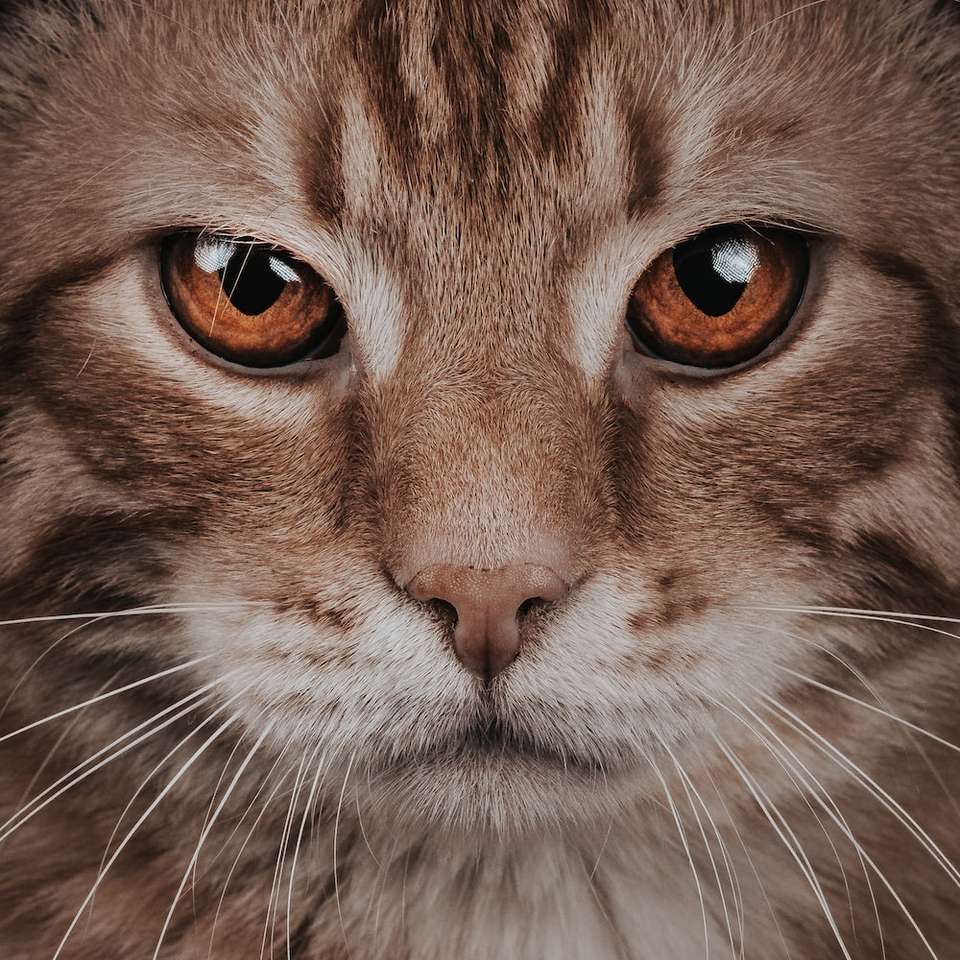 Γάτα Meow παζλ online από φωτογραφία