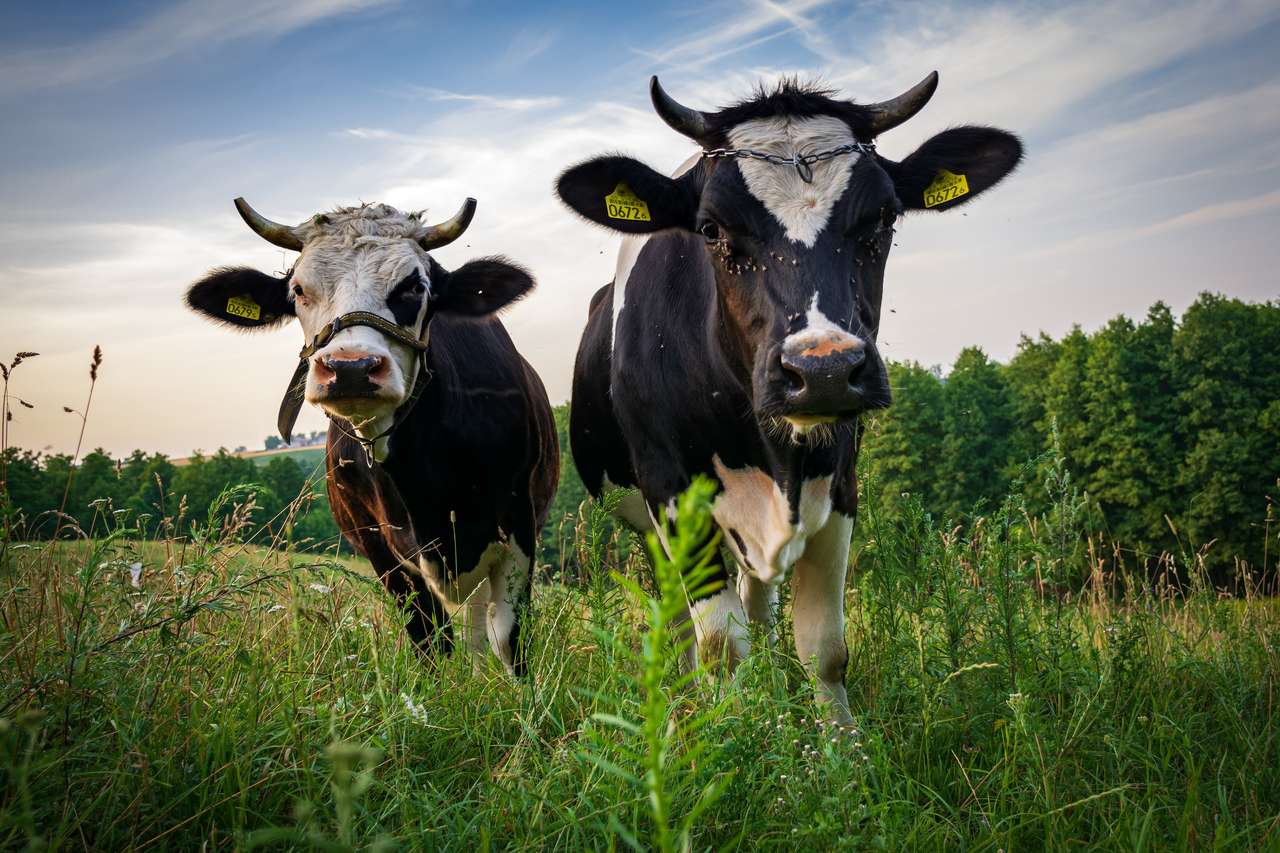 Δύο περίεργες αγελάδες παζλ online από φωτογραφία