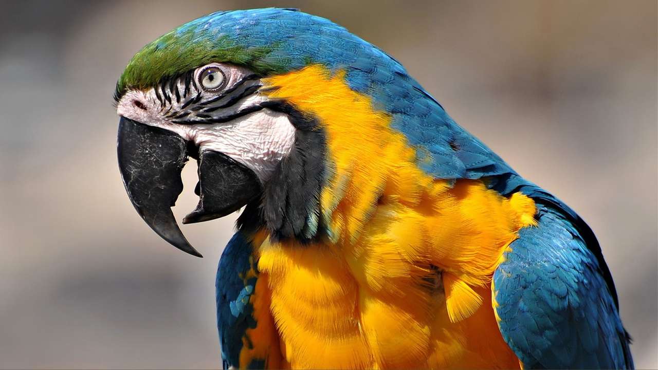 exotické ptactvo online puzzle