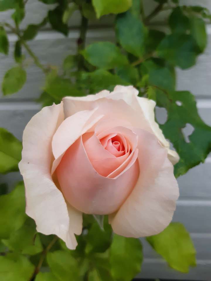 Uma rosa por qualquer outro nome puzzle online a partir de fotografia