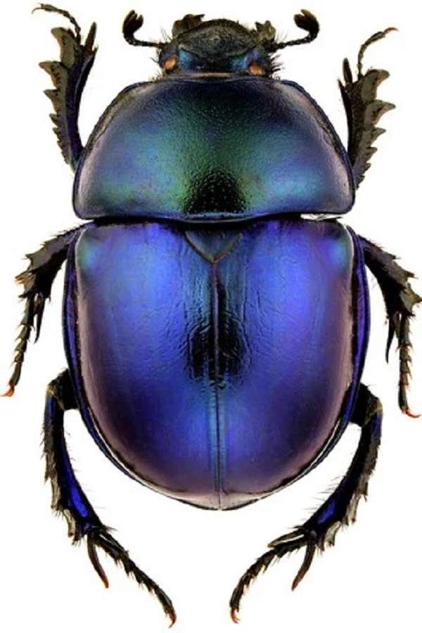 甲虫 写真からオンラインパズル