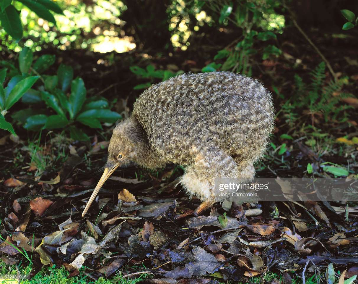 kiwi f oiseau dans le meilleur puzzle en ligne