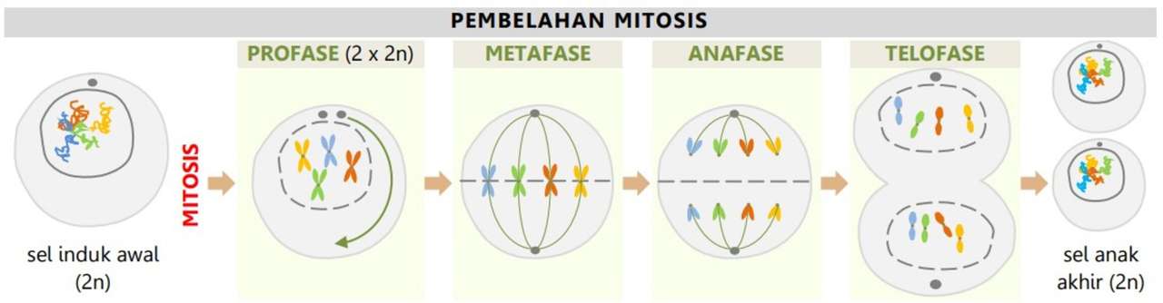 MITOSIS DEL SEL DE PEMBELAHAN rompecabezas en línea