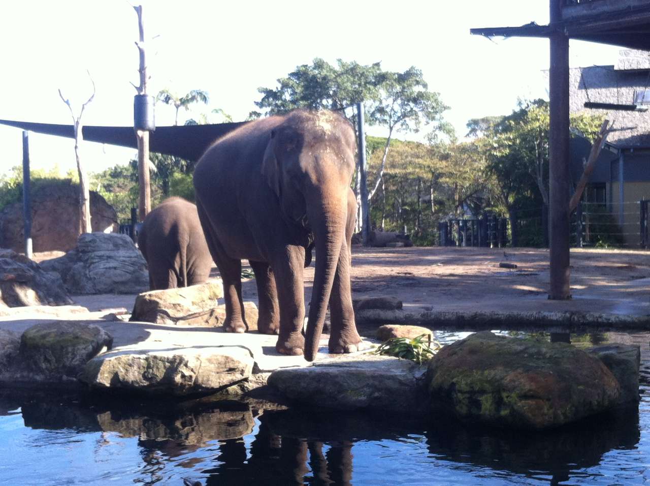 Слонове в зоопарка Таронга онлайн пъзел