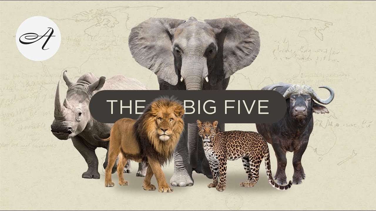 Os 5 grandes da África do Sul puzzle online