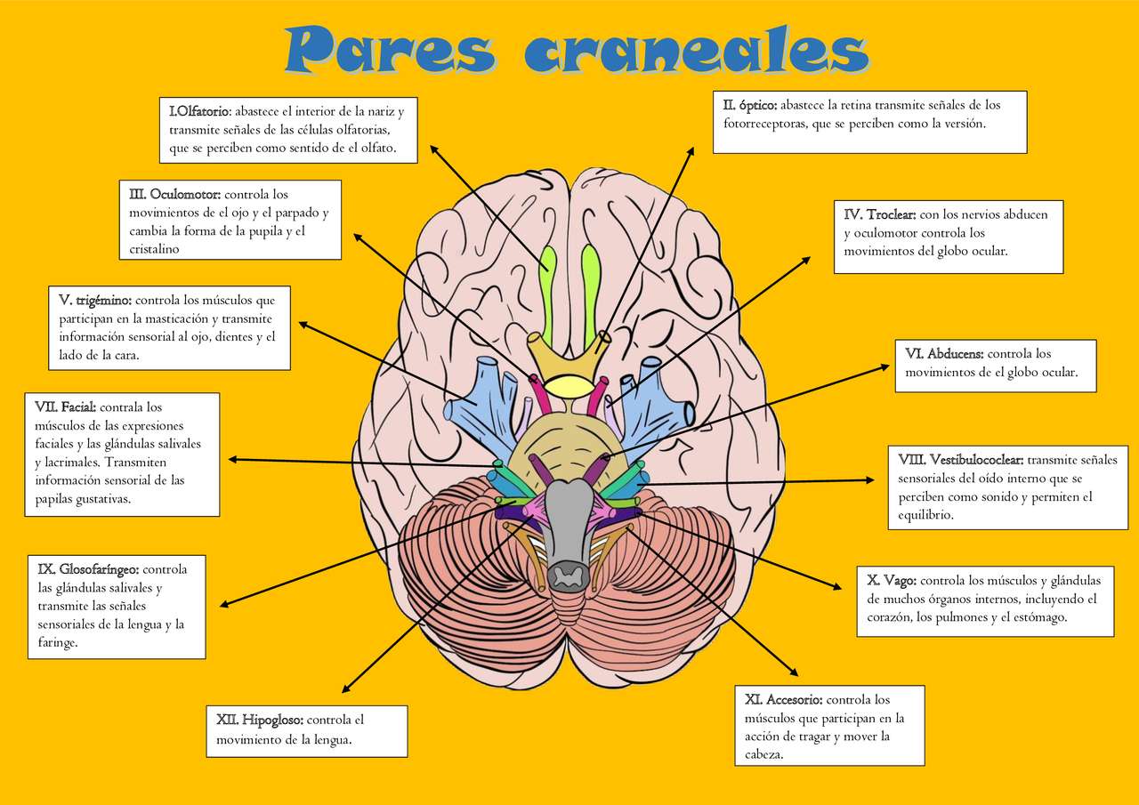 Cranial nerves puzzle online from photo