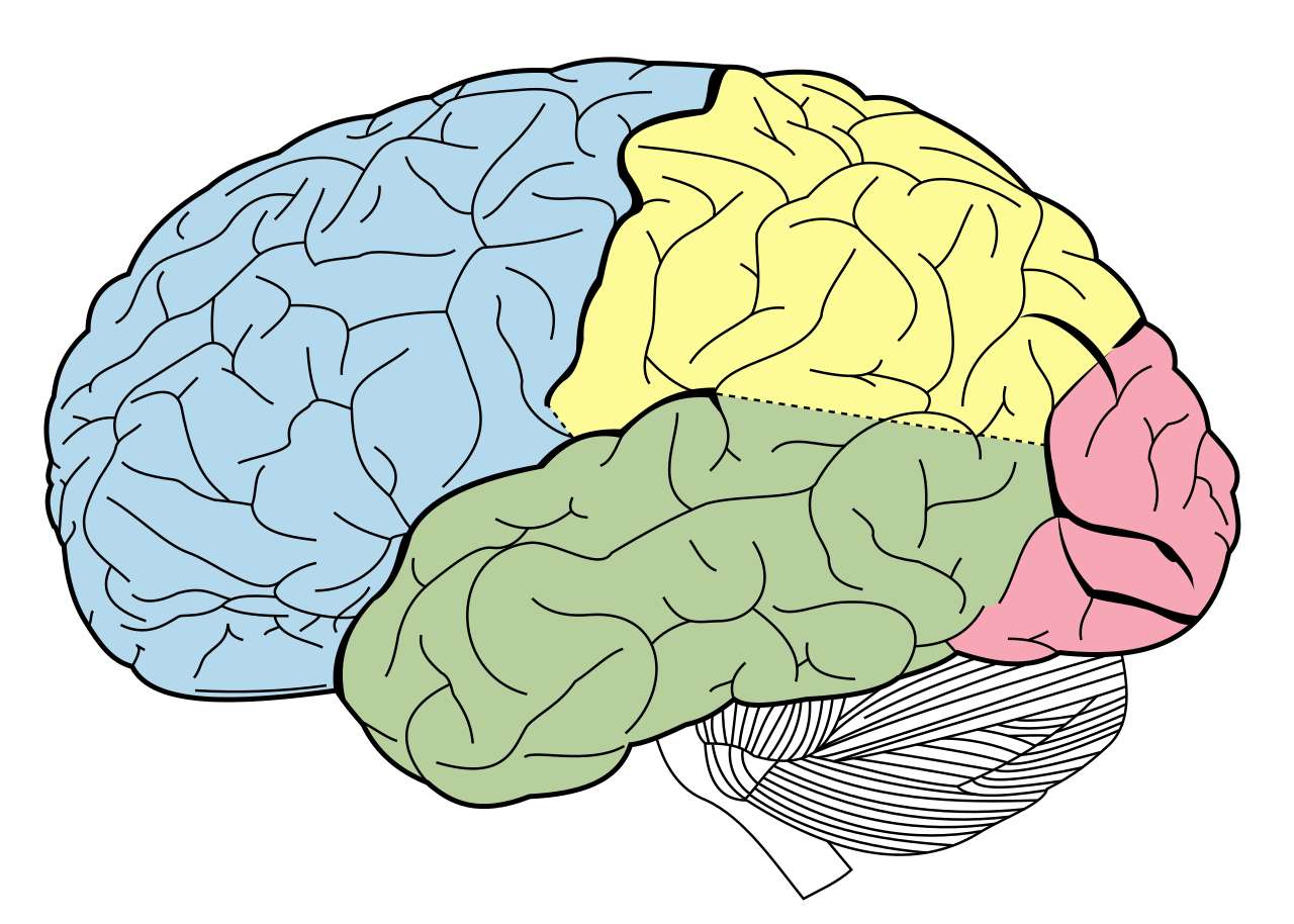 lóbulos del cerebro puzzle online a partir de foto