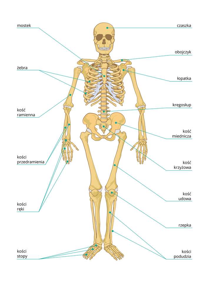 σκελετός online παζλ