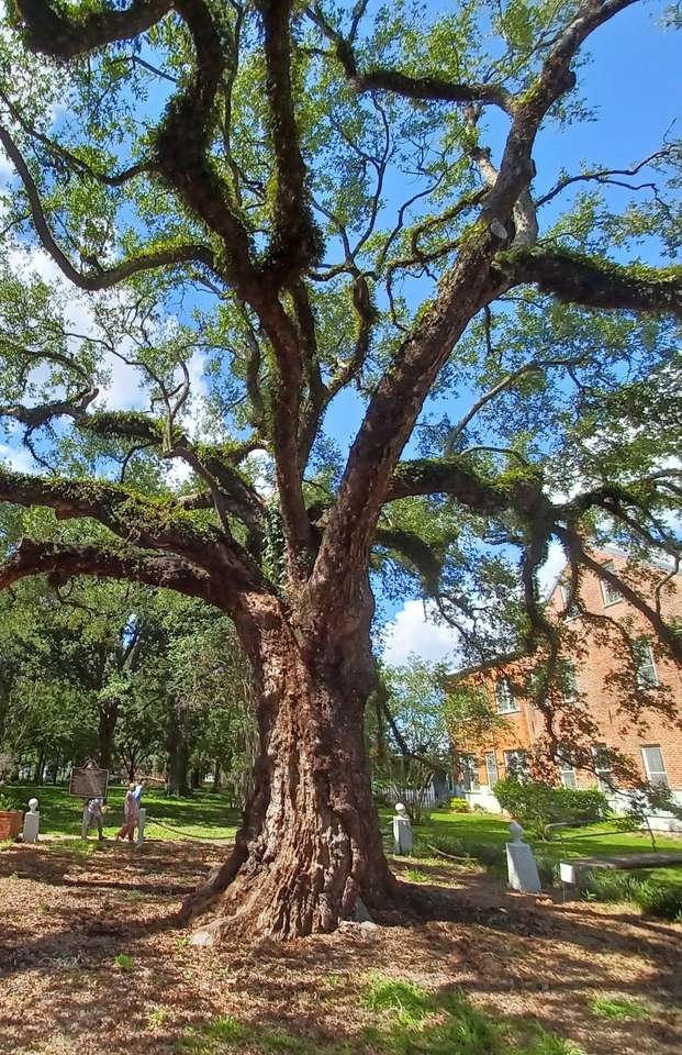 Árbol en San Francisco rompecabezas en línea