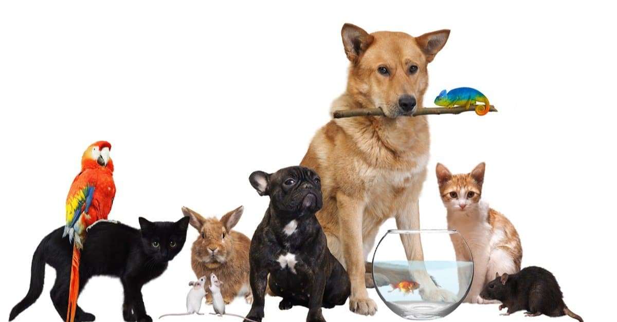 Pets Show puzzle online from photo