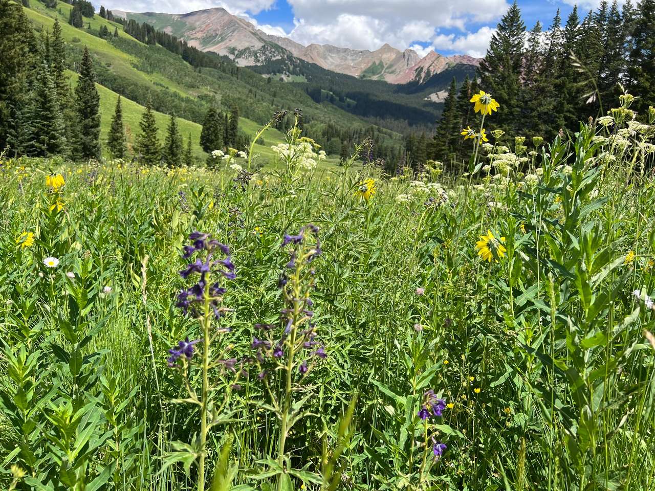 Summer in Colorado puzzle online from photo