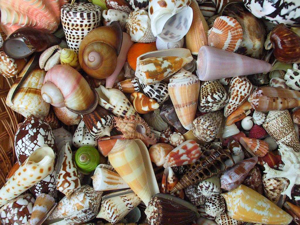 ~ Hé, tengeri kagylók ~ puzzle online fotóról