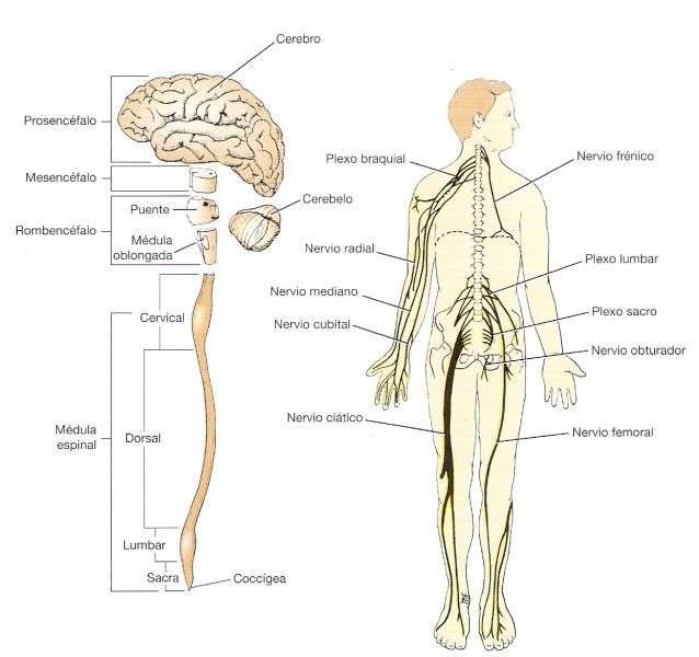 Sistem nervos puzzle online din fotografie