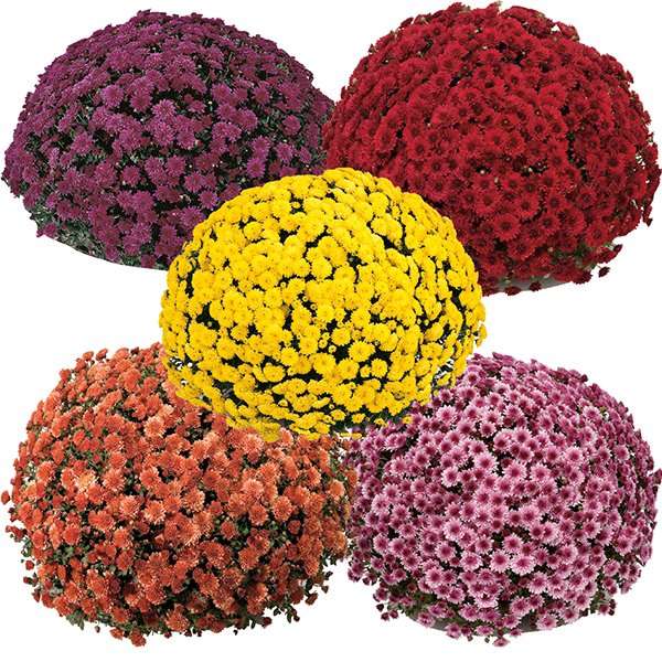 5 chrysanthemums puzzle online from photo