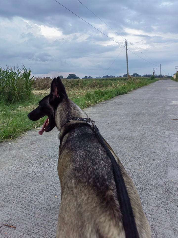 hond op de weg puzzel online van foto