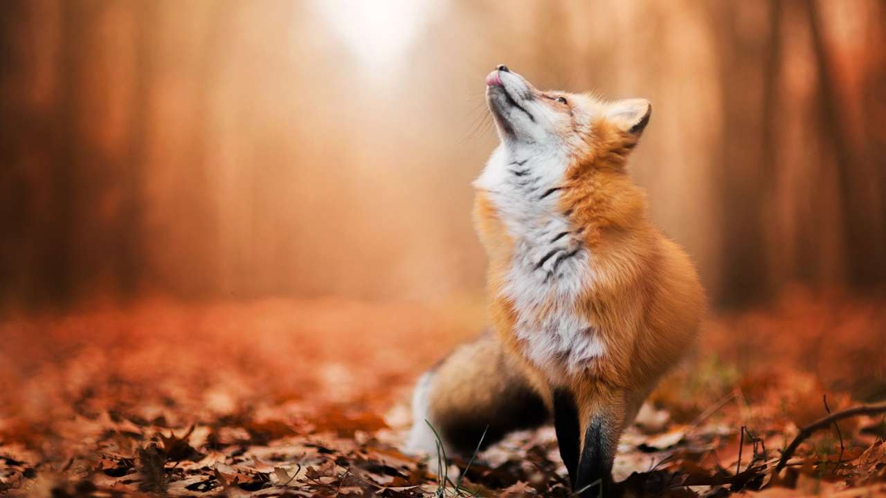 Foxy1234 puzzle online din fotografie