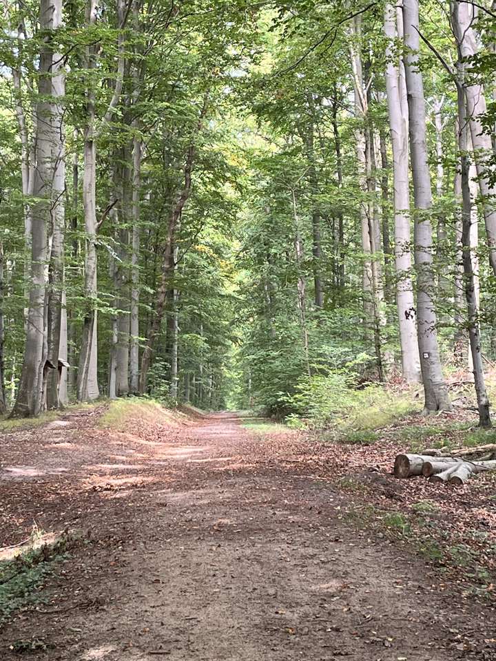森の小道1 写真からオンラインパズル