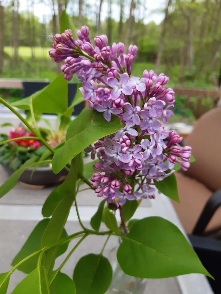 Not small, this lilac puzzle online from photo