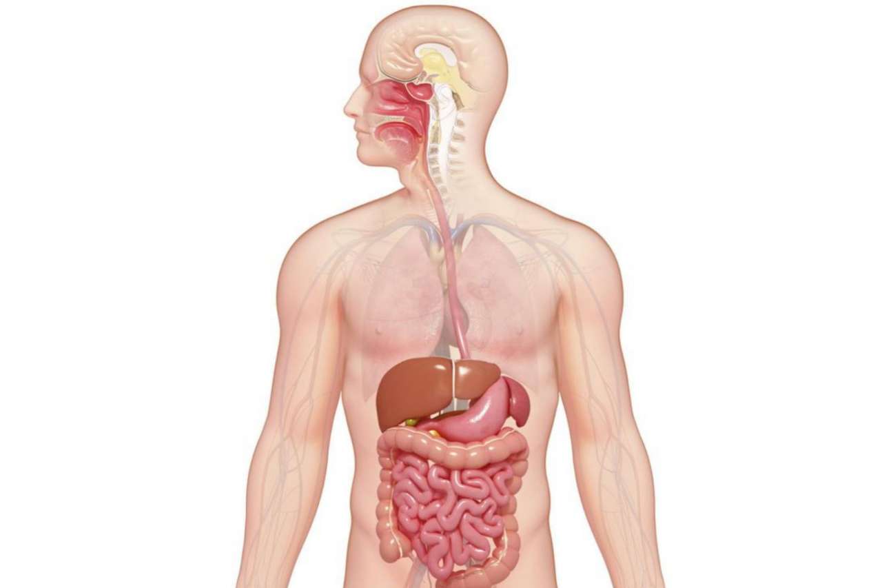 sistema digestivo puzzle online a partir de fotografia