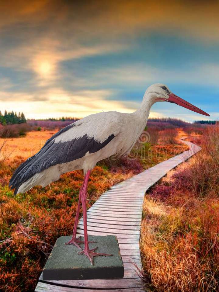 Stork on path online puzzle