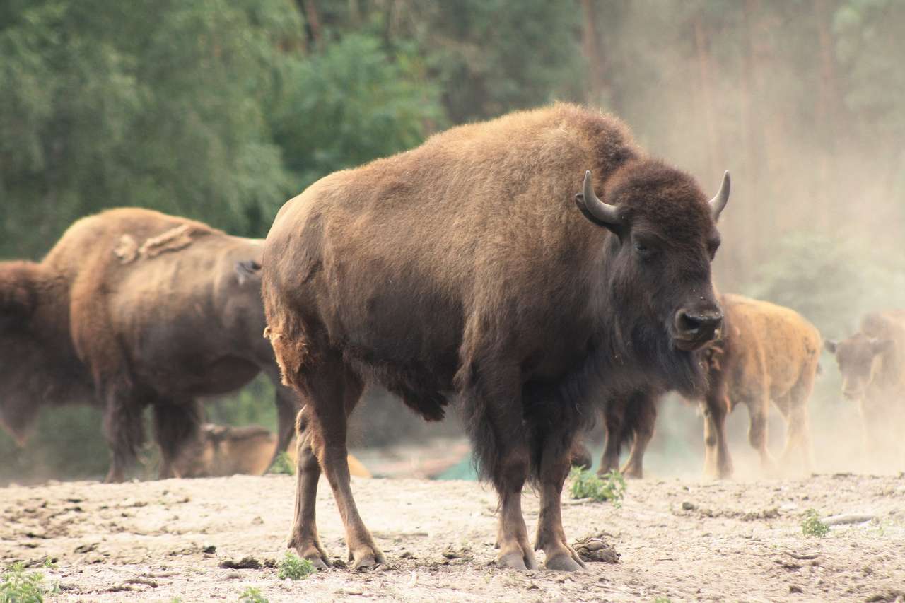 European bison online puzzle