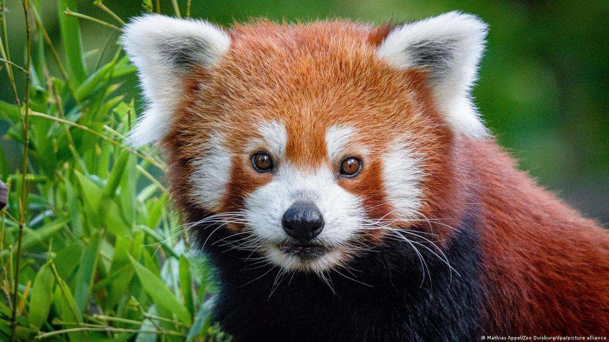 rode panda puzzel online van foto