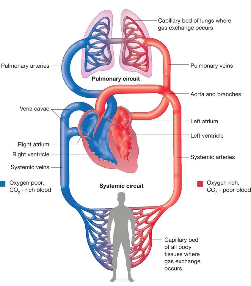 circulatory image online puzzle