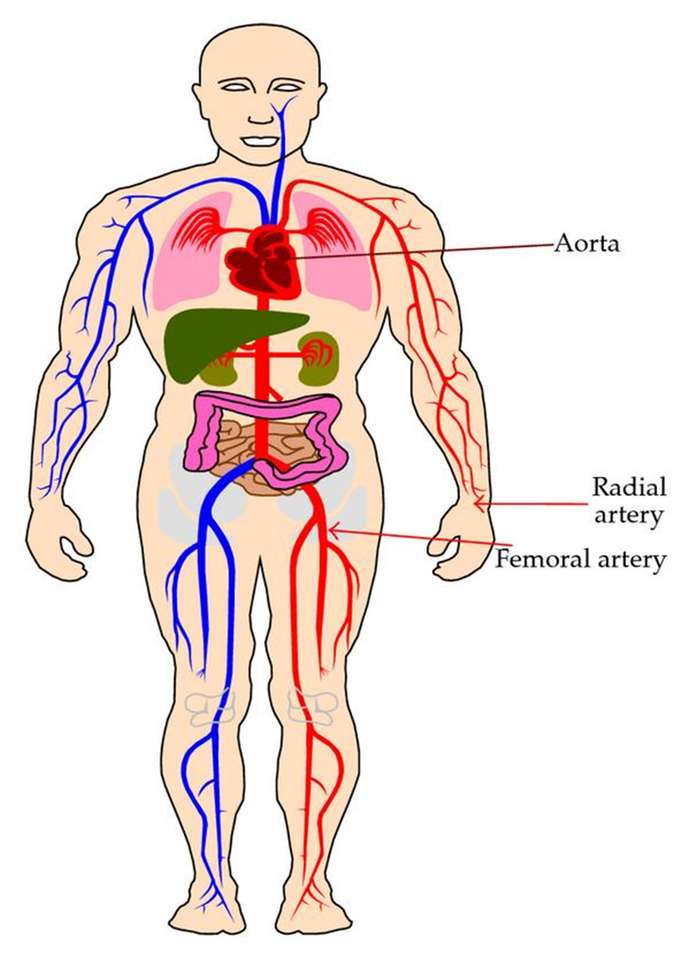 body system puzzle puzzle online from photo