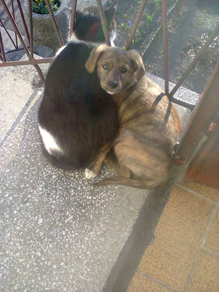 Cachorro años de Maks y el gato gigante Kajtek. rompecabezas en línea