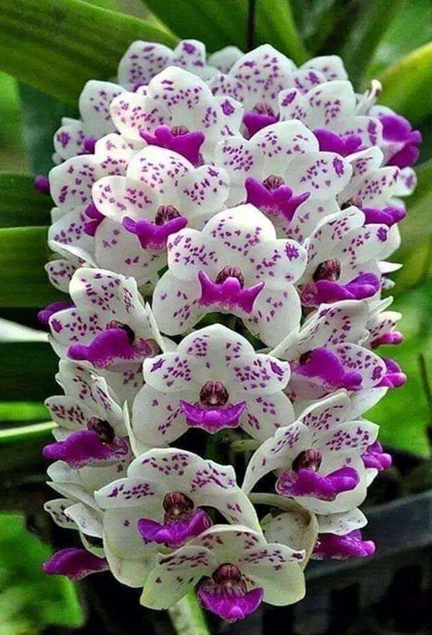 Orchidée Susans puzzle en ligne à partir d'une photo