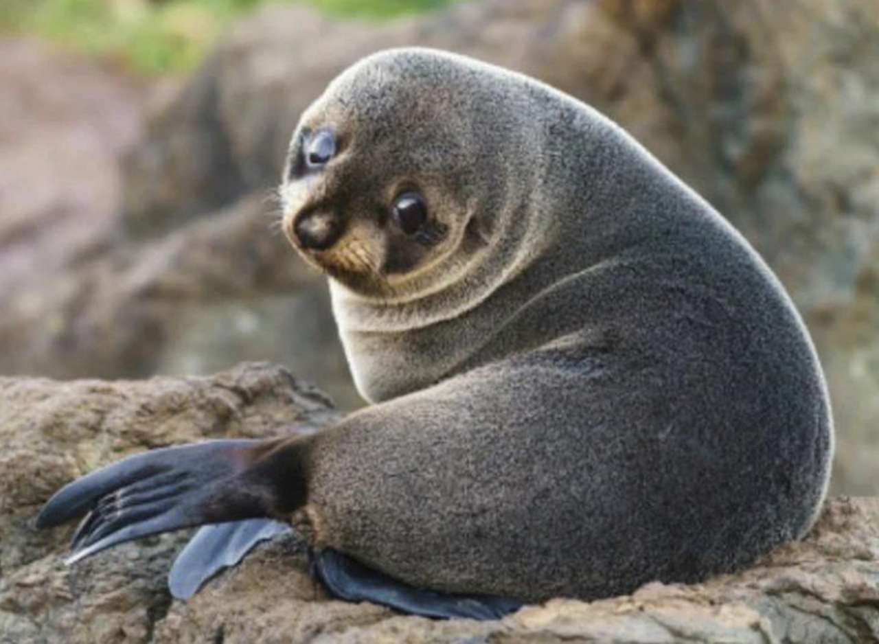 eres foca-rious puzzle online a partir de foto