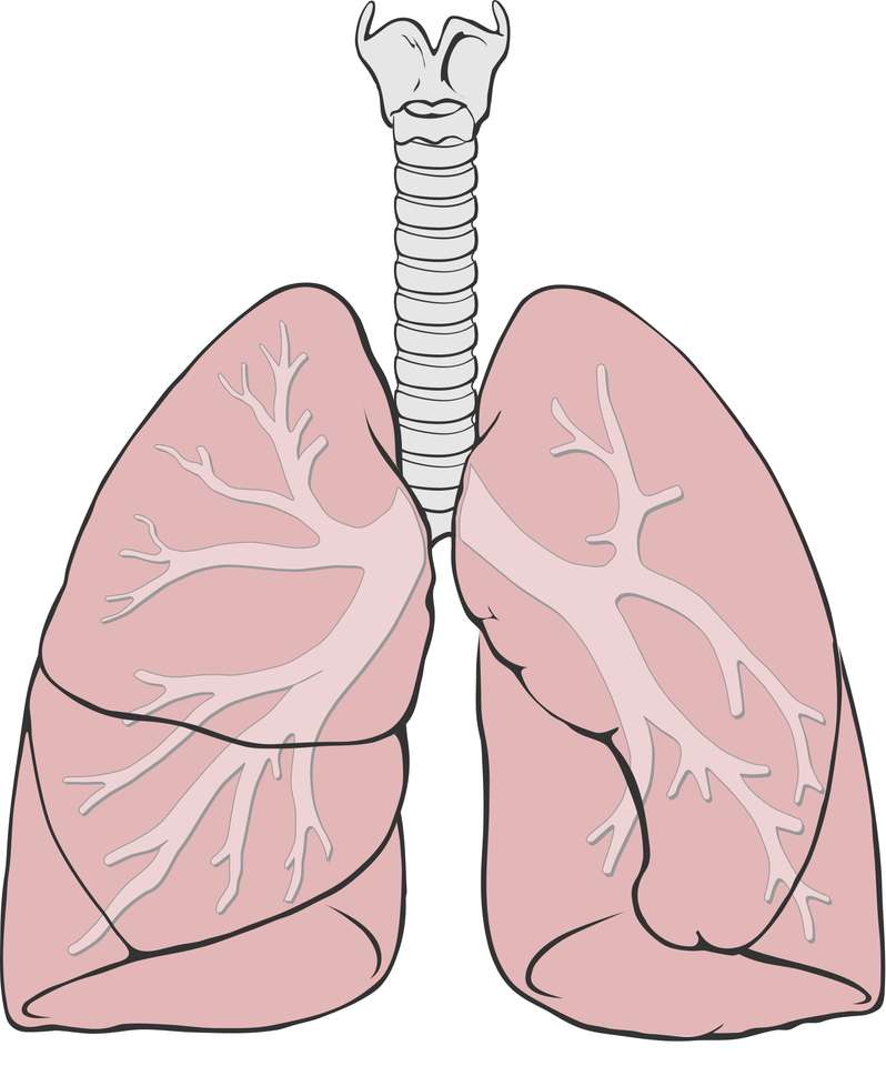 Anatomie des poumons puzzle en ligne à partir d'une photo