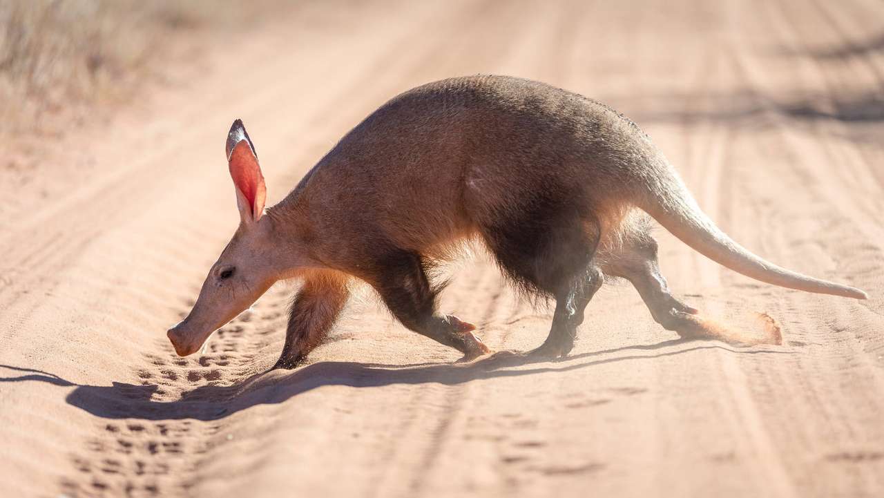 Animal Aardvark puzzle online