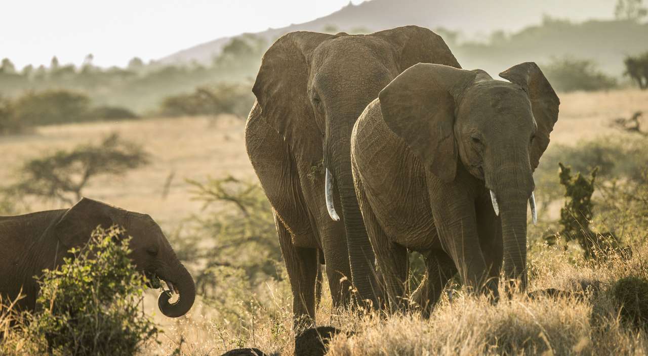 Bild på elefanter Pussel online
