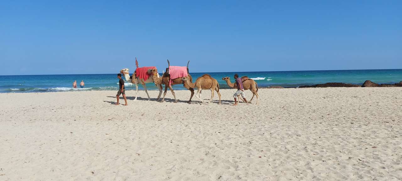 Chameaux à Djerba puzzle en ligne à partir d'une photo