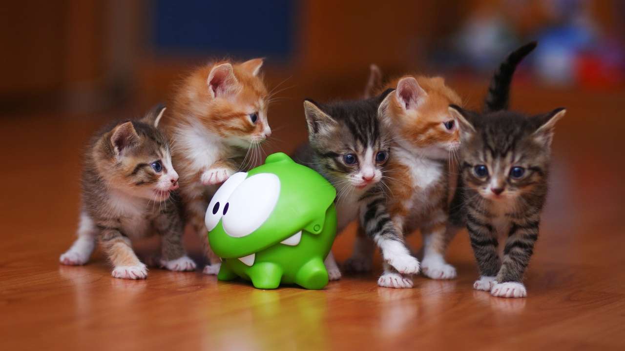 Five kittens puzzle online from photo