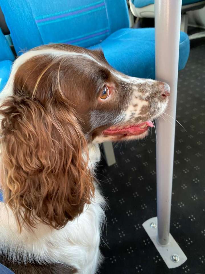 Daisy in de trein puzzel online van foto