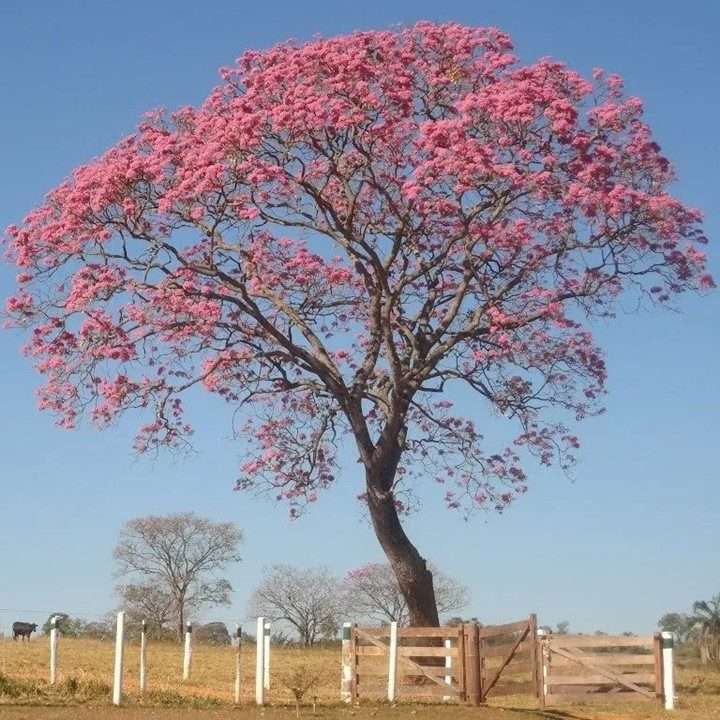 Guayacán rosé (Tabebuia rosea) puzzle en ligne