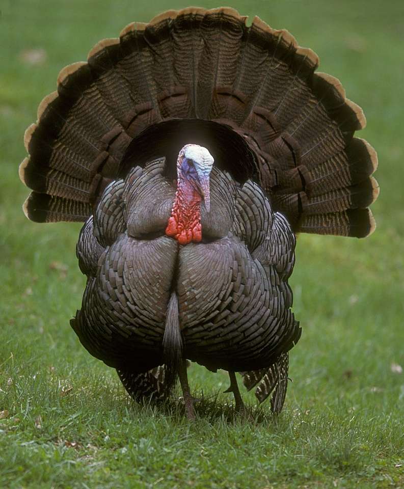 Thanksgiving Turkiet pussel online från foto