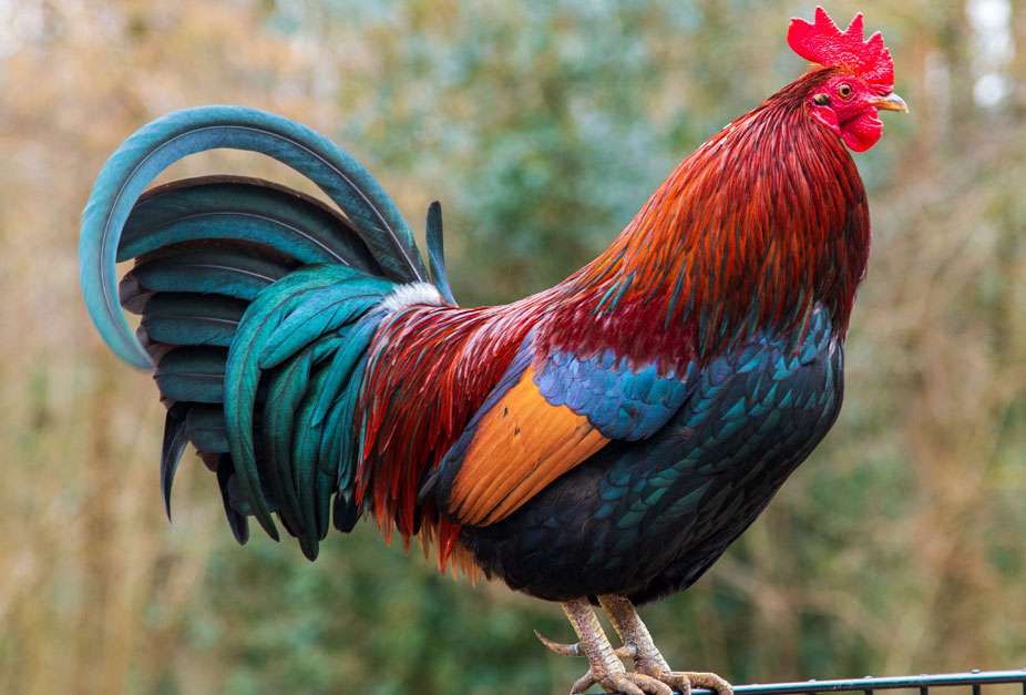 Colorful rooster puzzle online from photo