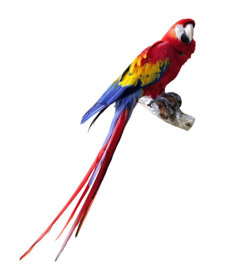 Papagaio Online-Puzzle