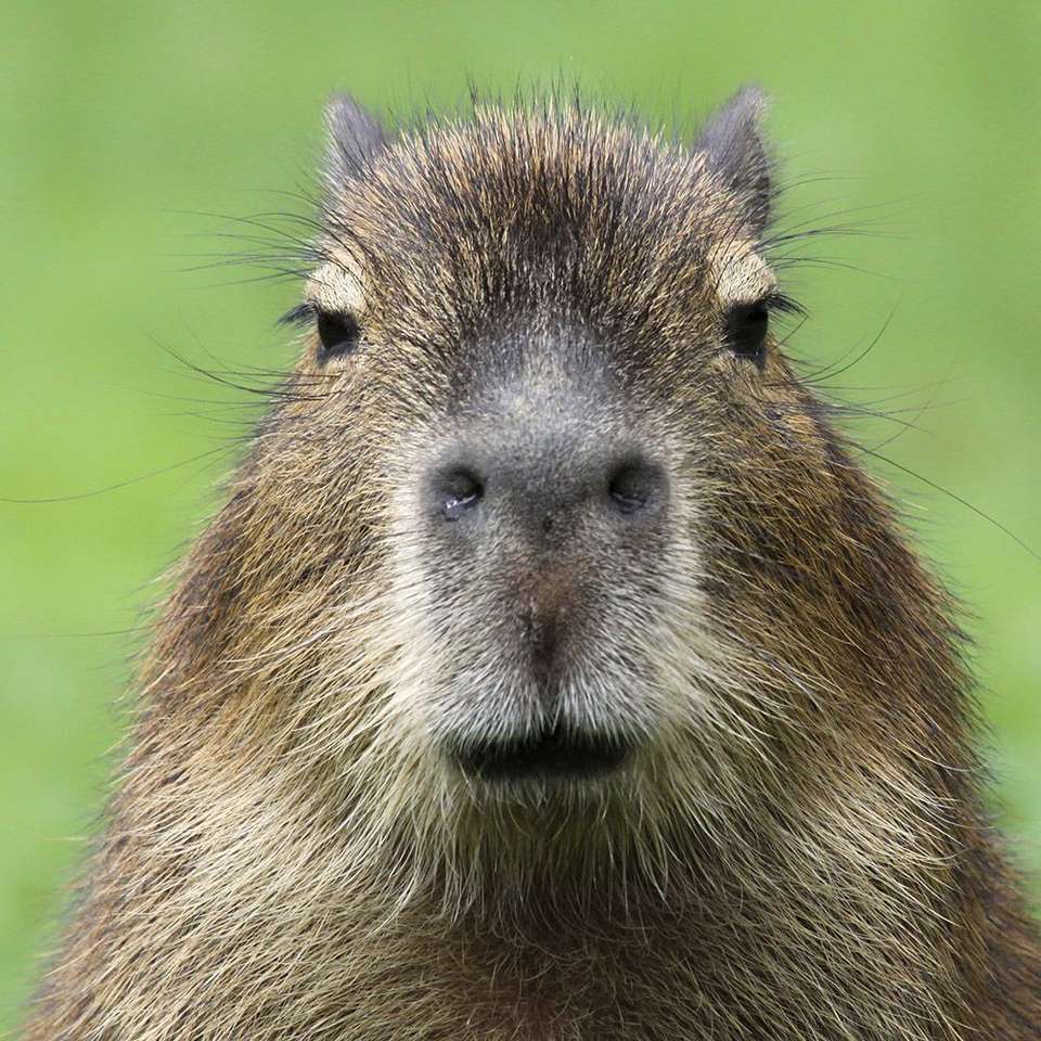Capybara puzzle en ligne
