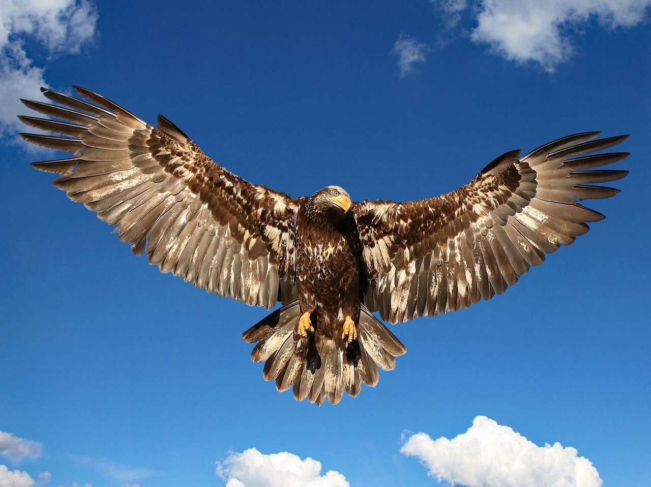 Soaring Hawk puzzle online from photo