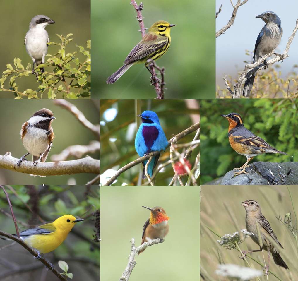 Various birds puzzle online from photo